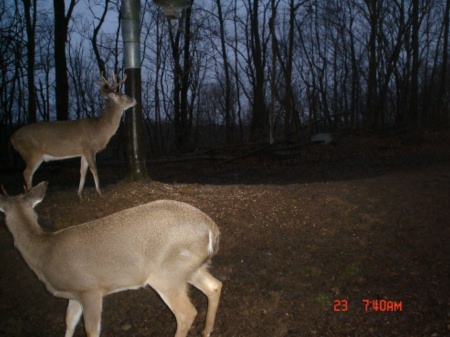 8 point buck and a spike 8 point buck and a spike